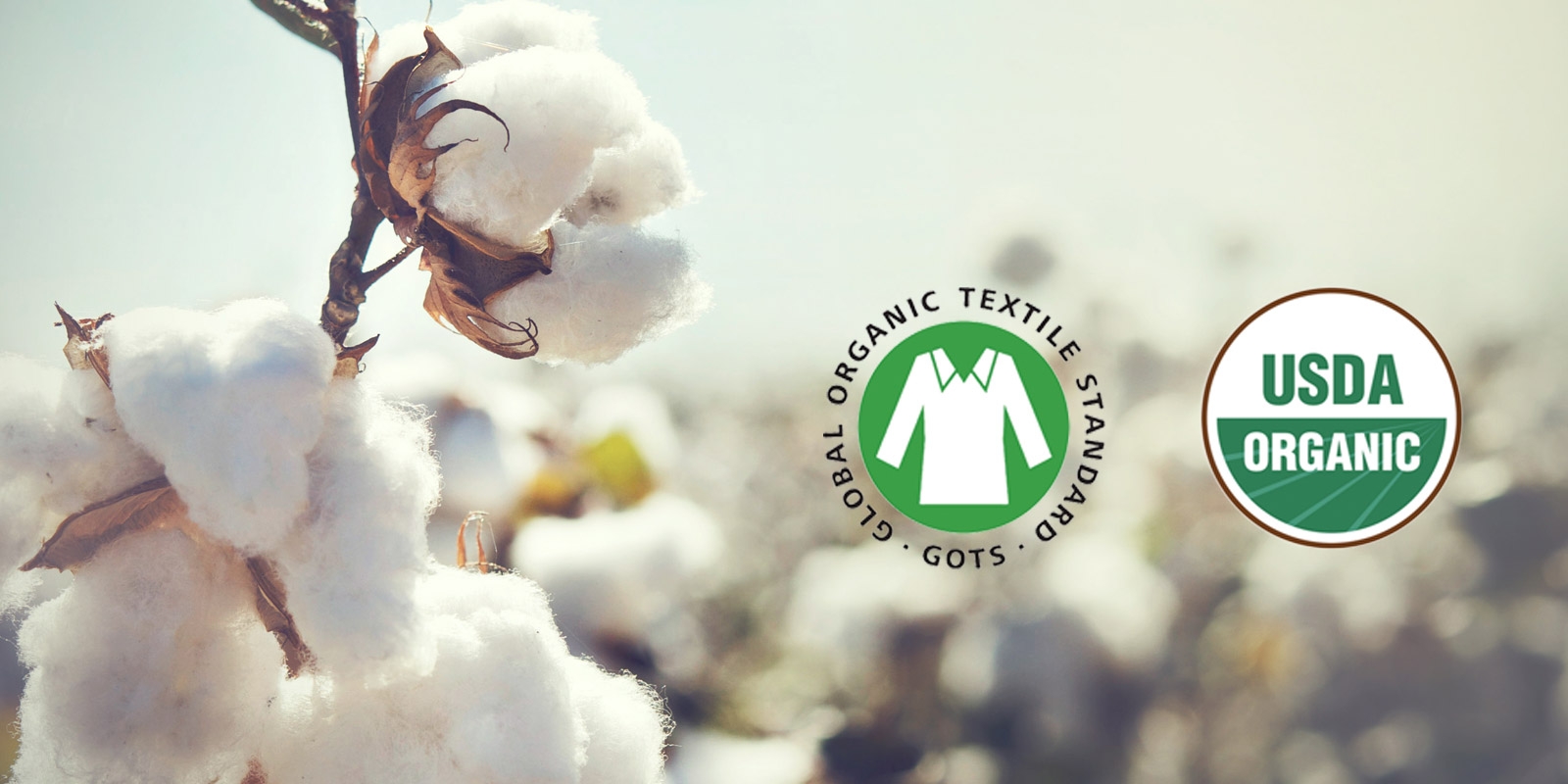 Why Organic Cotton: Exploring Regular Cotton Vs Organic Cotton