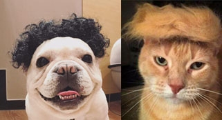 When The Pets Wear A Wigs—Pet Wig Supplier