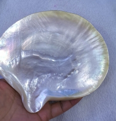 large Genuine pearl shell jewelry Shell Half Mother of Pearl Seashell Sea Shells Decor Craft Supplies Bowl Display Curiosity Cabinet