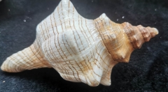 large Nautilus Shell,  Handmade Sphere  Ornaments  Natural  Seashell Sea Shells Decor Craft Supplies Bowl Display Curiosity Cabinet