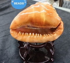Large 100% Natural Seashell Bullmouth Cassis Rufa Large Seashell for Decor Bright Red Mouth Cameo  Seashell Real  Conch oranger Helmet Shell