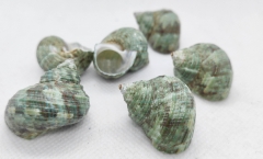 10PCS Natural  SNAIL Shells, Miniature Screw Shells, Green Brown Pearl Natural Spiral Shells Bead for Crafts, Beach Wedding Coastal Decor