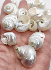 10PCS Natural  SNAIL Shells, Miniature Screw Shells, Green Brown Pearl Natural Spiral Shells Bead for Crafts, Beach Wedding Coastal Decor