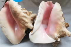 Large Rare Natural Pink Queen conch,Eustrombus gigas,large,decor,collectable Rough Conch 80-150mm(6inch) 1PCS