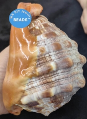 Large 100% Natural Seashell Bullmouth Cassis Rufa Large Seashell for Decor Bright Red Mouth Cameo  Seashell Real  Conch oranger Helmet Shell
