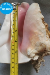 Large Rare Natural Pink Queen conch,Eustrombus gigas,large,decor,collectable Rough Conch 80-150mm(6inch) 1PCS