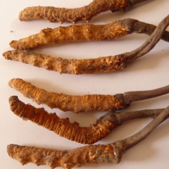 Freeze-dried Cordyceps
