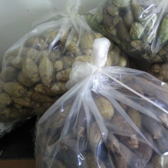 Freeze-dried Areca-nut