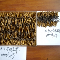 Freeze-dried Cordyceps