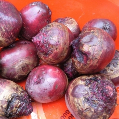 Freeze-dried Beetroot