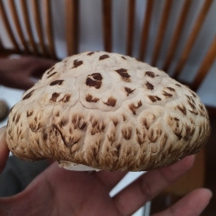 Freeze-dried Mushroom