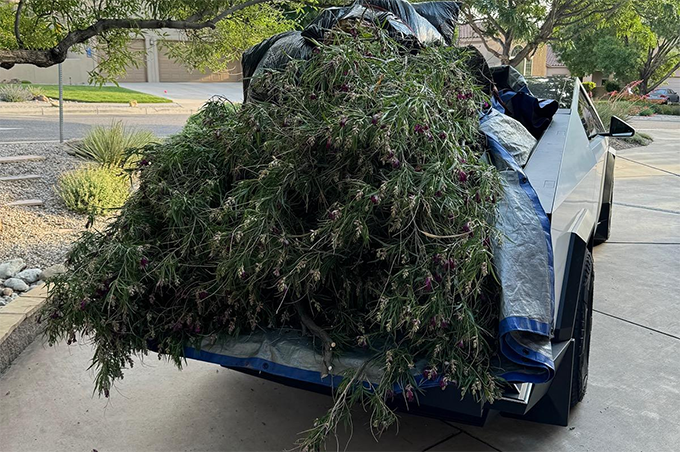  Tesla Cybertruck carry felled flowers plants