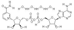 Beta-Nicotinamide Adenine Dinuclotide(CAS:53-84-9)