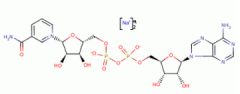 Beta-Nicotinamide Adenine Dinucleotide(CAS:606-68-8)