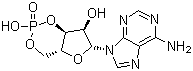 Adenosine 3',5'-cyclic Monophosphate(CAS:60-92-4)