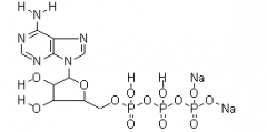 Adenosine 5-Triphosphate Disodium Salt(CAS:987-65-5)