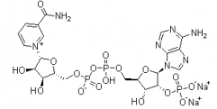 Beta-Nicotinamide Adenine Dinuclotide Phosphate(CAS:24292-60-2)