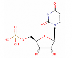 Uridine 5-Monophosphate(CAS:58-97-9)