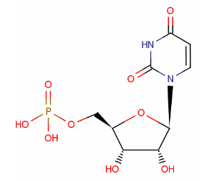 Uridine 5-Monophosphate(CAS:58-97-9)
