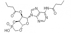 Calcium Dibutyryl Adenosine Monophosphate(CAS:362-74-3)