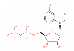 Adenosine 5'-Diphosphate(CAS:58-64-0)