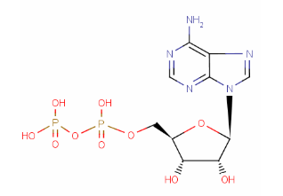 Adenosine 5'-Diphosphate(CAS:58-64-0)