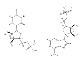 Polyruidylic Acid Sodium Salt(CAS:24936-38-7)