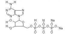 ATP Disodium(CAS:51963-61-2)