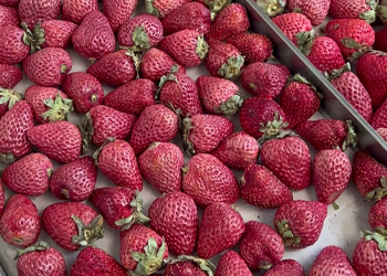 Freeze-dried strawberries