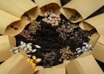 All kinds of seeds