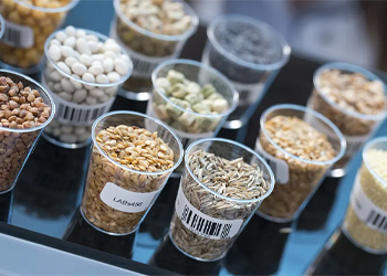 Seeds of all kinds of crops