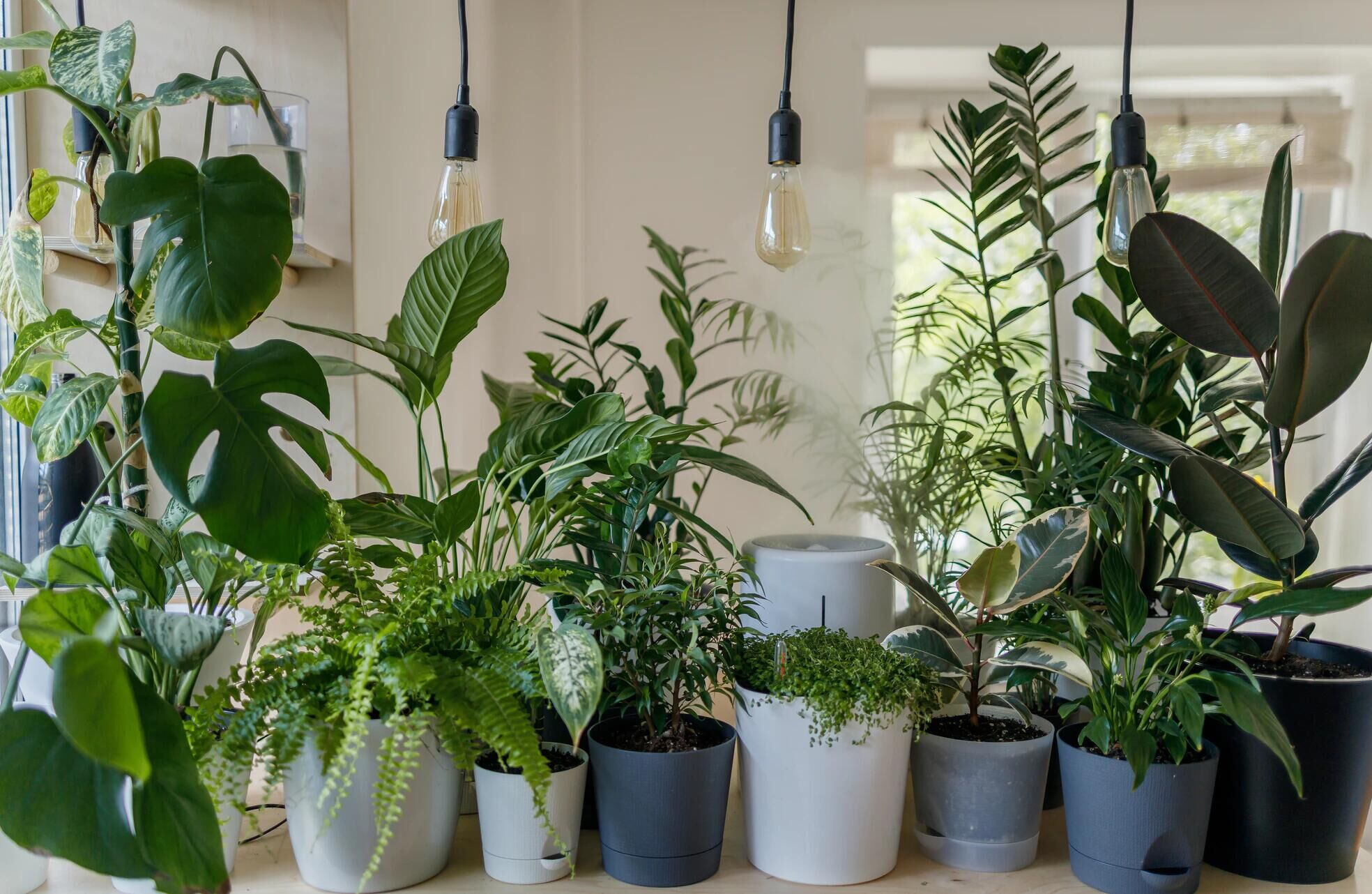 Grow Lights for Indoor Plants — Grow Light Guide For Plants