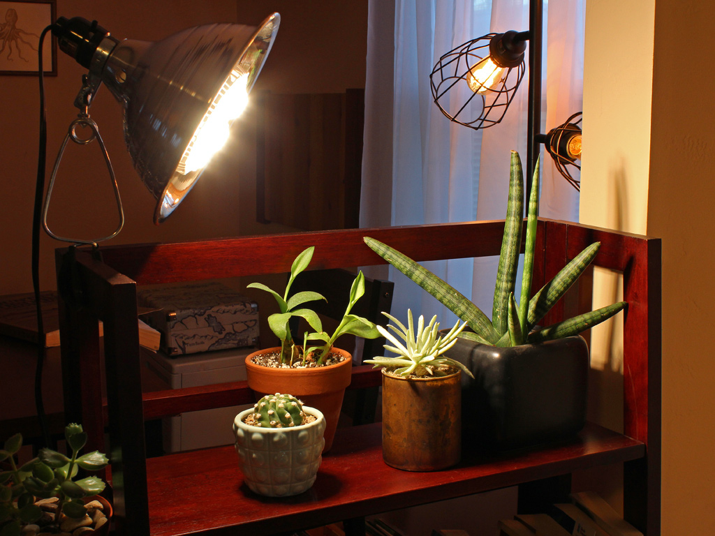 Led grow lights 2024 for succulents