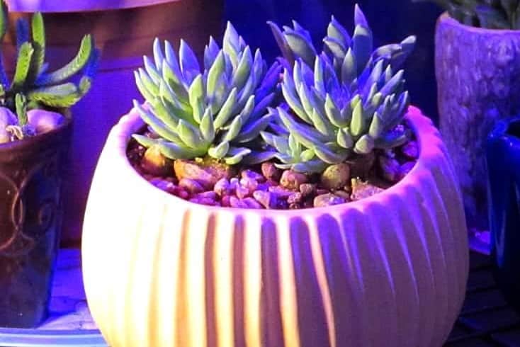 Best color grow light shop for succulents