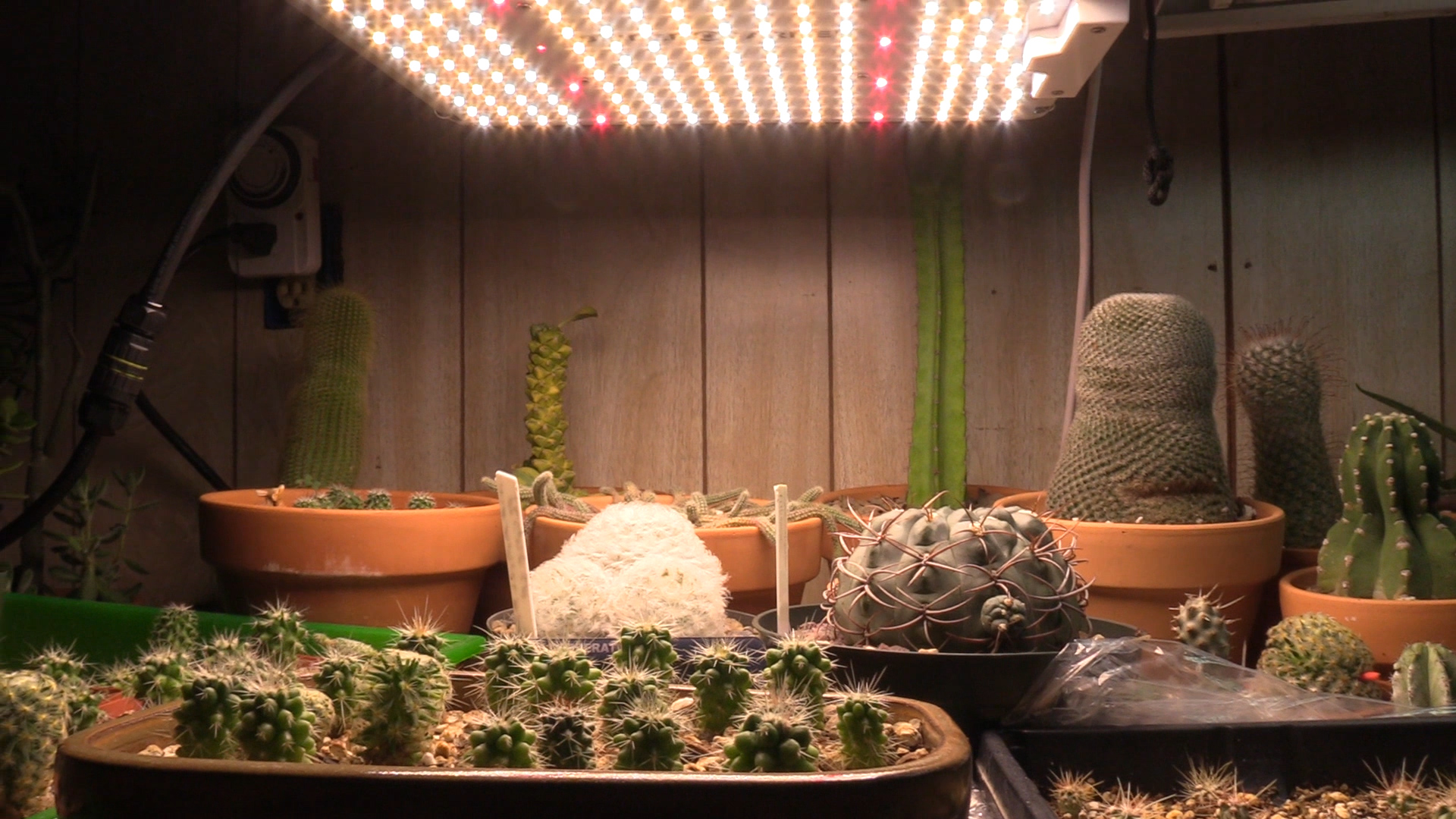 Indoor light shop for succulents