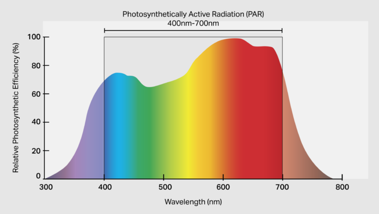 What Are The Full Spectrum Grow Lights?