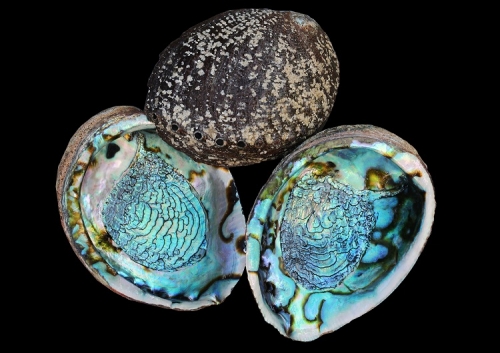 MEXICAN ABALONE SHELL