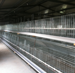 A Type Breeder Chicken Cages