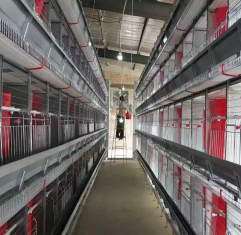 H Type Breeder Chicken Cages