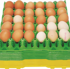 Plastic Egg Tray