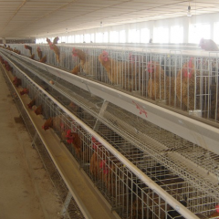 A Type Breeder Chicken Cages