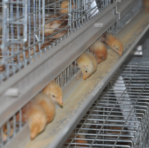 A Type Pullet Cage