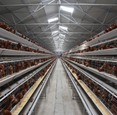 A Type Automatic Chicken Equipment