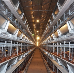 H Type Automatic Layer Chicken Cages