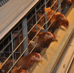 H Type Automatic Layer Chicken Cages