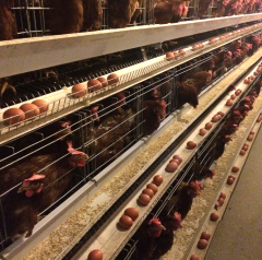 Battery Cage