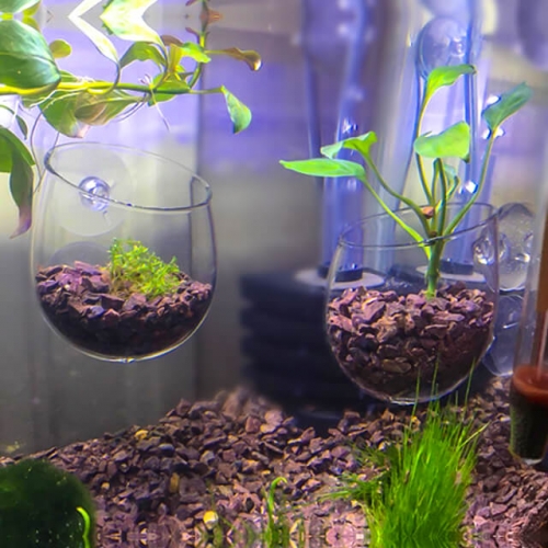 Aquarium Plant Pot Glass Holder 2pcs at Low Price | Senzeal