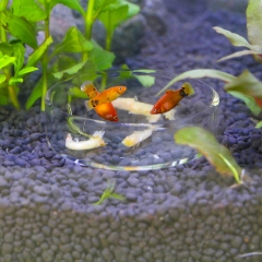 Glass Shrimp Feeding Dish for Fish Tank (60mm + 65mm)