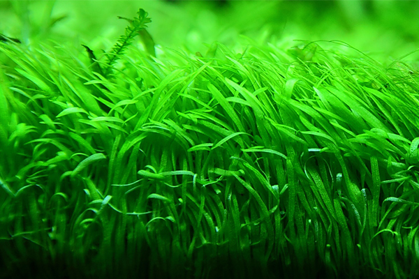 Fish Tank Plant Aquatic Water Grass Easy Growing Lawn Aquarium