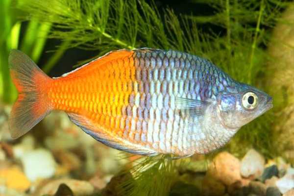 17 Most Popular Freshwater Fish (3)